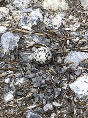 Thalasseus sandvicensis