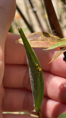Aphis nerii
