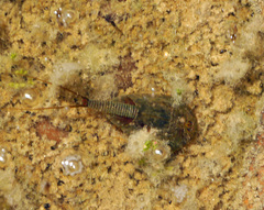 Triops cancriformis