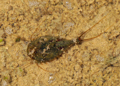 Triops cancriformis