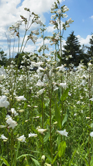 Penstemon digitalis