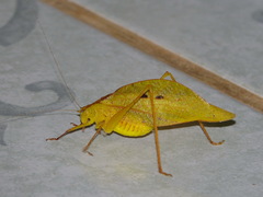 Orophus