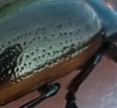 Chrysolina marginata