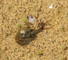 Triops cancriformis