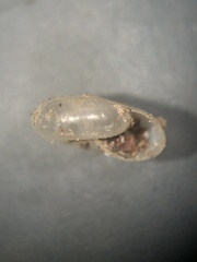 Glyphyalinia cryptomphala