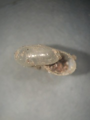 Glyphyalinia cryptomphala