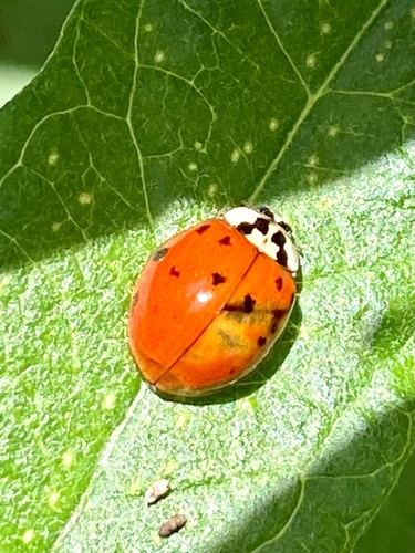 iNaturalist observation photo of Asian Lady Beetle