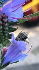 Anthophora quadrimaculata