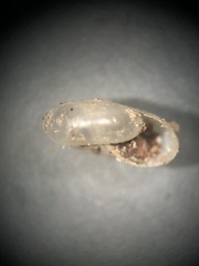 Glyphyalinia cryptomphala