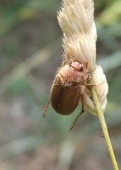 Amphimallon assimile