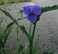 Tradescantia × andersoniana