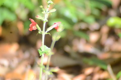 Salvia coccinea image