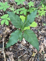 Asclepias quadrifolia