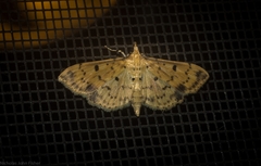 Herpetogramma cynaralis