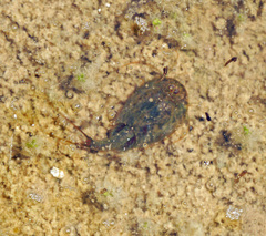 Triops cancriformis