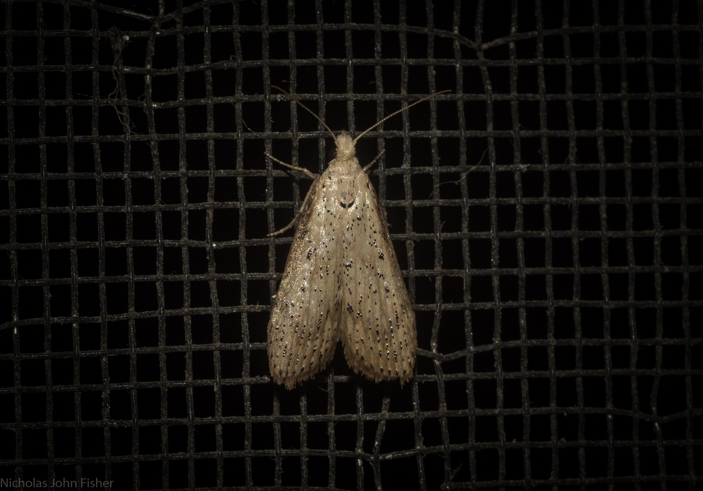 Lamoria idiolepida
