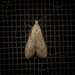 Lamoria idiolepida - Photo (c) Nicholas John Fisher, algunos derechos reservados (CC BY-NC), subido por Nicholas John Fisher