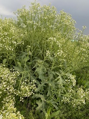Crambe