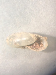 Glyphyalinia cryptomphala