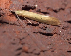 Nectopsyche pavida