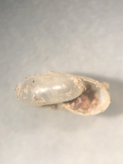 Glyphyalinia cryptomphala