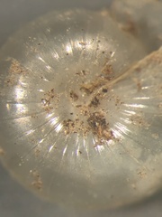 Glyphyalinia cryptomphala