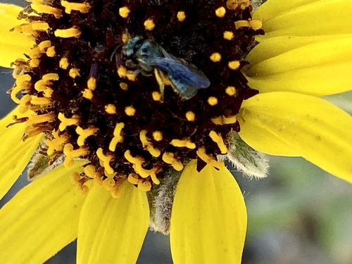 iNaturalist observation photo of Zadontomerus