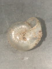 Glyphyalinia cryptomphala