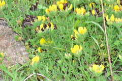 Chamaecytisus austriacus