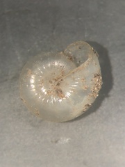 Glyphyalinia cryptomphala