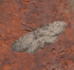 Pimaphera sparsaria