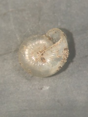 Glyphyalinia cryptomphala