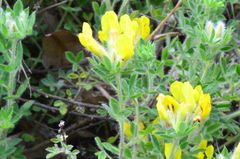 Chamaecytisus austriacus