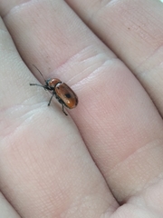 Cryptocephalus coryli