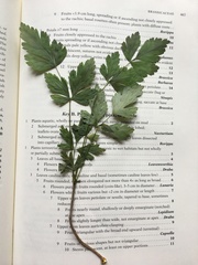 Xanthorhiza simplicissima