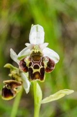 Ophrys × albertiana