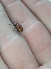 Cryptocephalus coryli