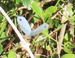 Leptosia alcesta inalcesta