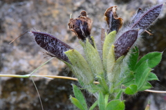 Chamaecytisus austriacus