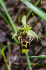 Ophrys × albertiana