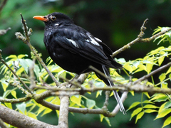 Turdus merula