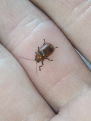 Cryptocephalus coryli