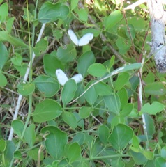 Leptosia alcesta inalcesta