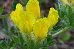 Chamaecytisus austriacus