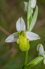 Ophrys apifera chlorantha