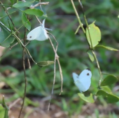 Leptosia alcesta inalcesta