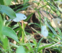 Leptosia alcesta inalcesta