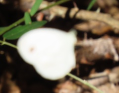 Leptosia alcesta inalcesta