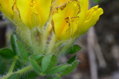 Chamaecytisus austriacus