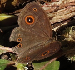 Brakefieldia perspicua perspicua